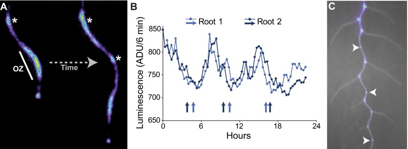 Fig. 3.