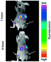 Figure 26