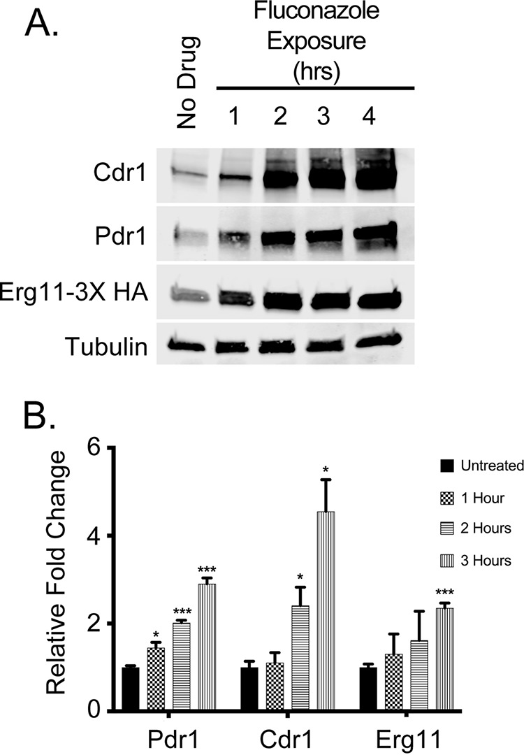 FIG 1