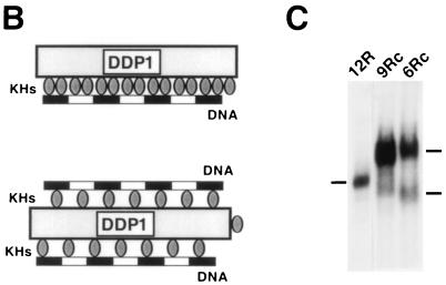 FIG. 6