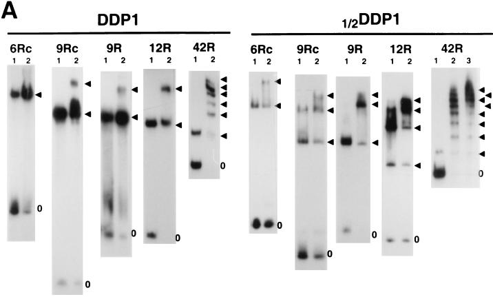 FIG. 6