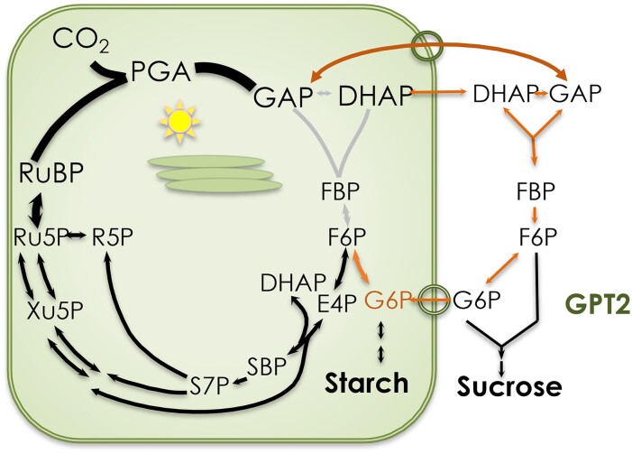 Figure 7.