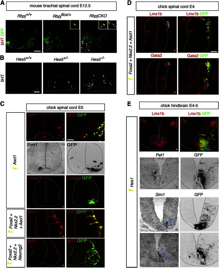 Figure 3