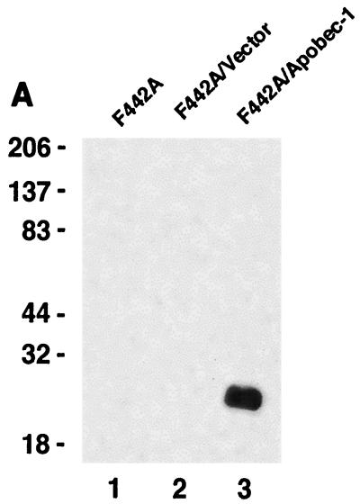 FIG. 8