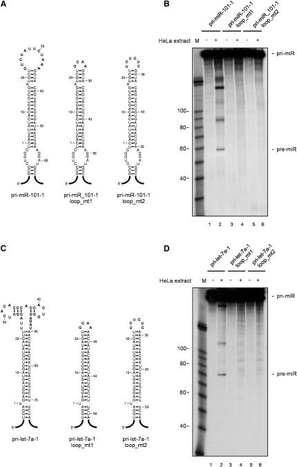 Figure 7