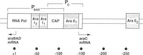 graphic file with name pnas01035-0083-a.jpg