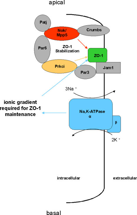 Figure 6.