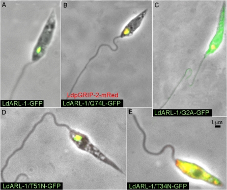 Figure 10