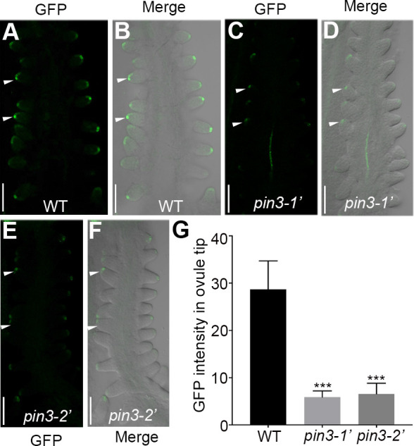 Fig 4