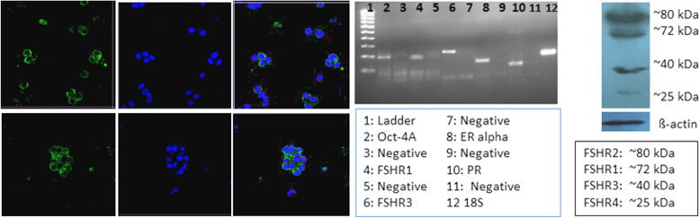 Fig. 21