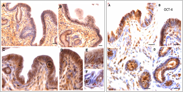 Fig. 20