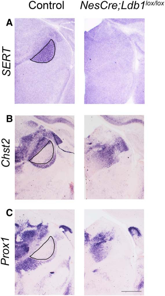 Figure 7.