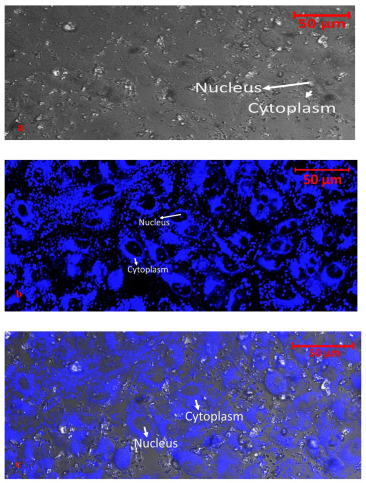 Figure 17