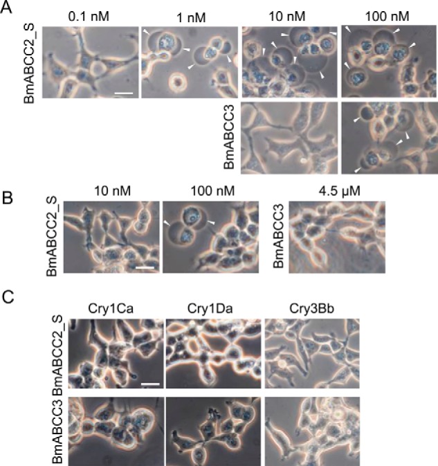 Figure 2.