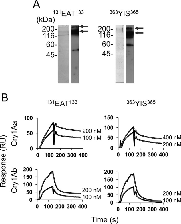 Figure 11.