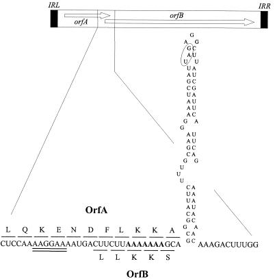 FIG. 2.