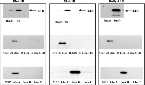 Fig. 5.