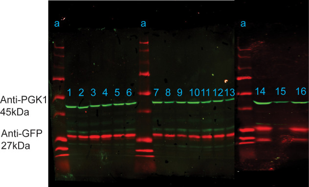 Figure 4—figure supplement 1.