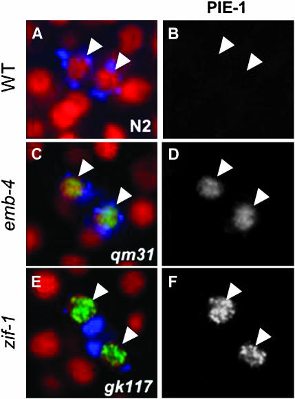 Figure 5.—