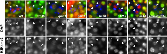 Figure 4.—