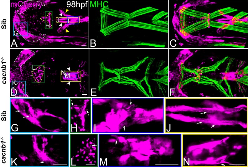 Figure 2—figure supplement 3.