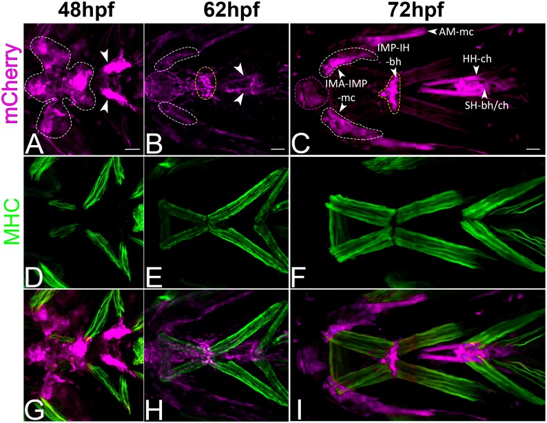 Figure 1—figure supplement 2.