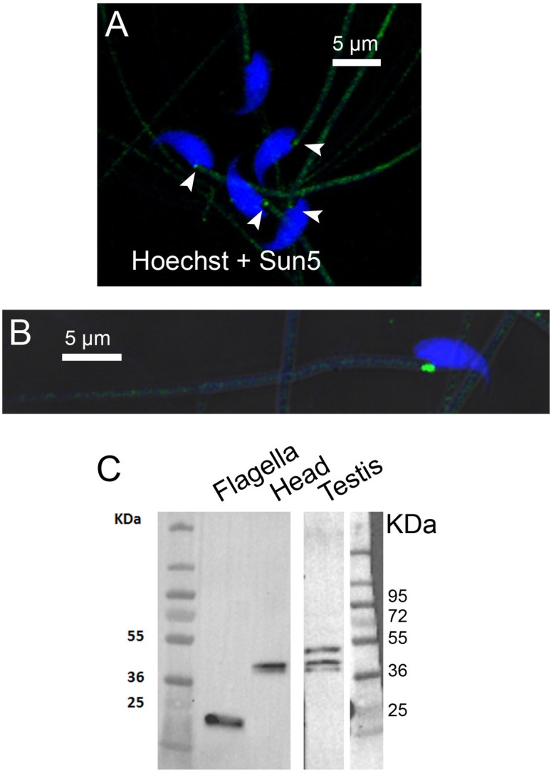 Fig 6