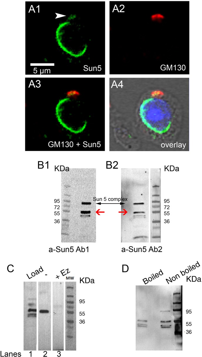 Fig 4