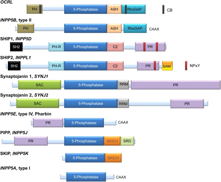 graphic file with name 1065fig1.jpg