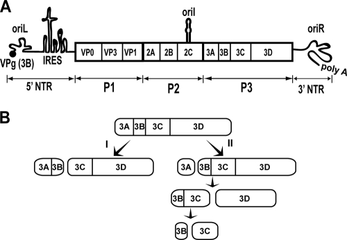 FIG. 1.