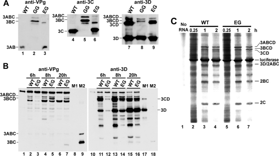 FIG. 7.