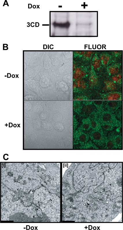 FIG. 9.