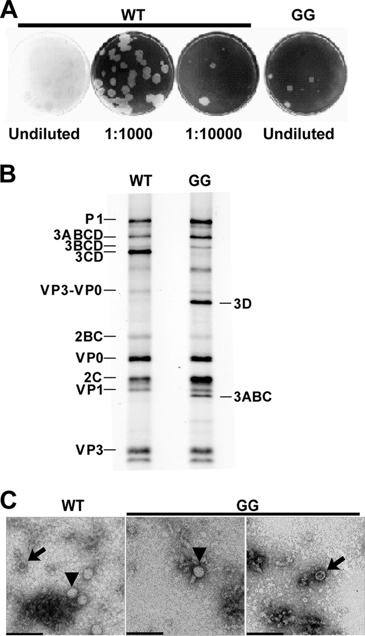 FIG. 2.