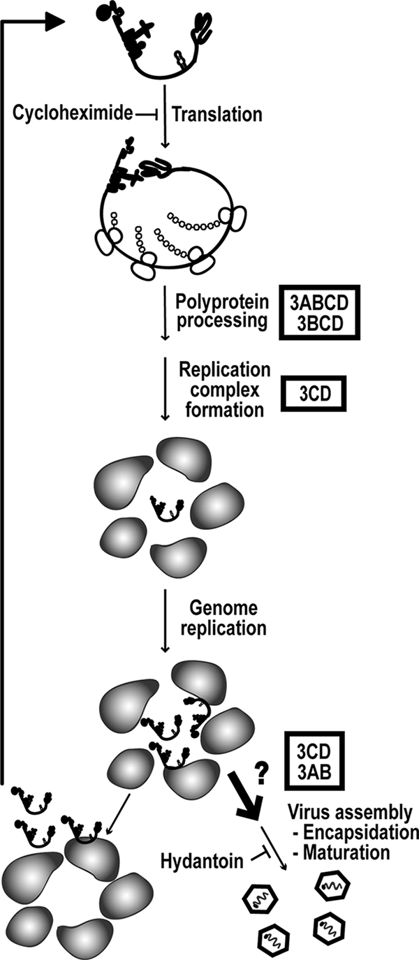 FIG. 11.