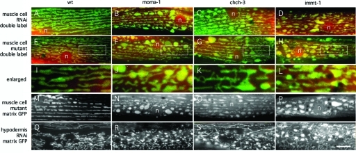 FIGURE 1: