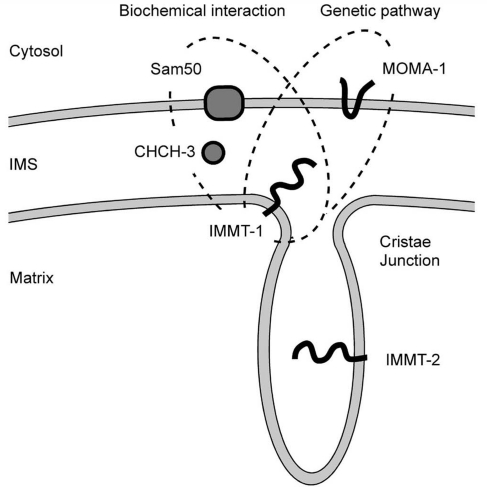 FIGURE 7: