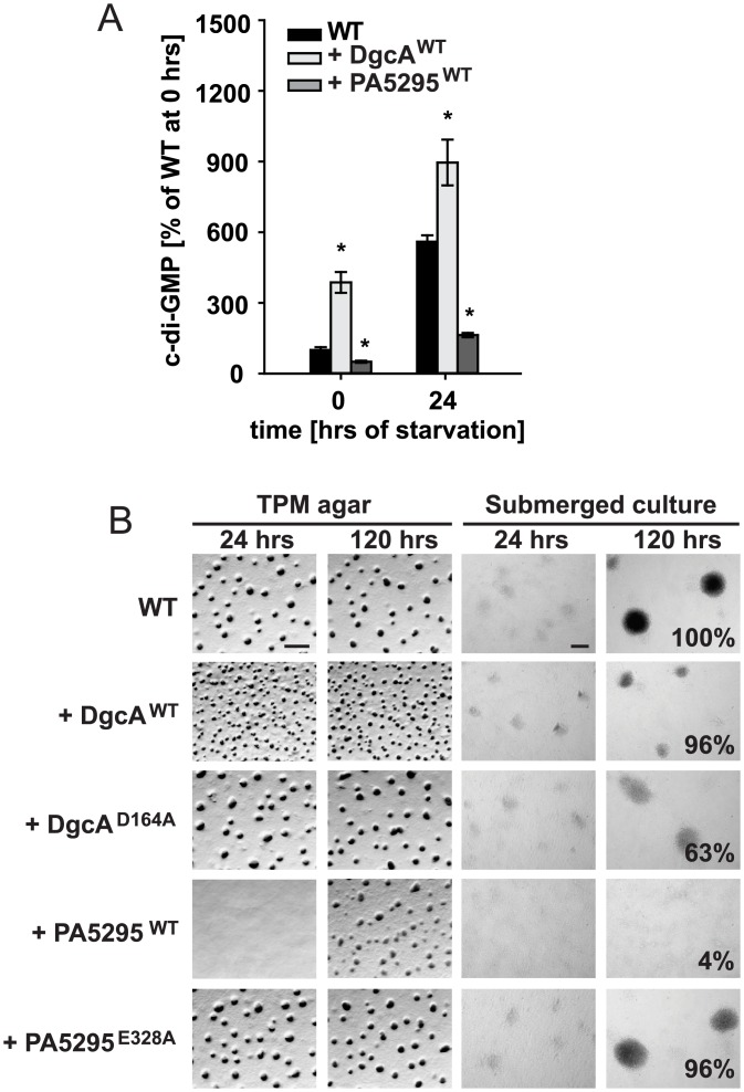 A Minimal Threshold of c-di-GMP Is Essential for Fruiting Body ...