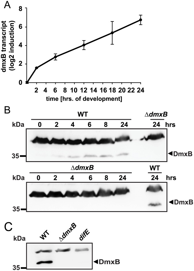 Fig 6