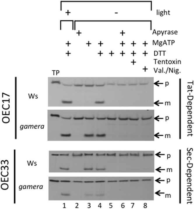 FIGURE 3