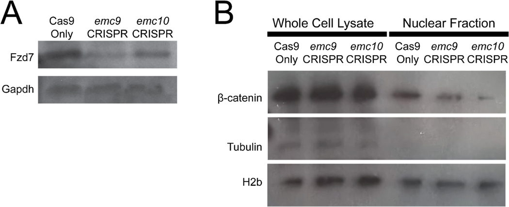 Figure 5: