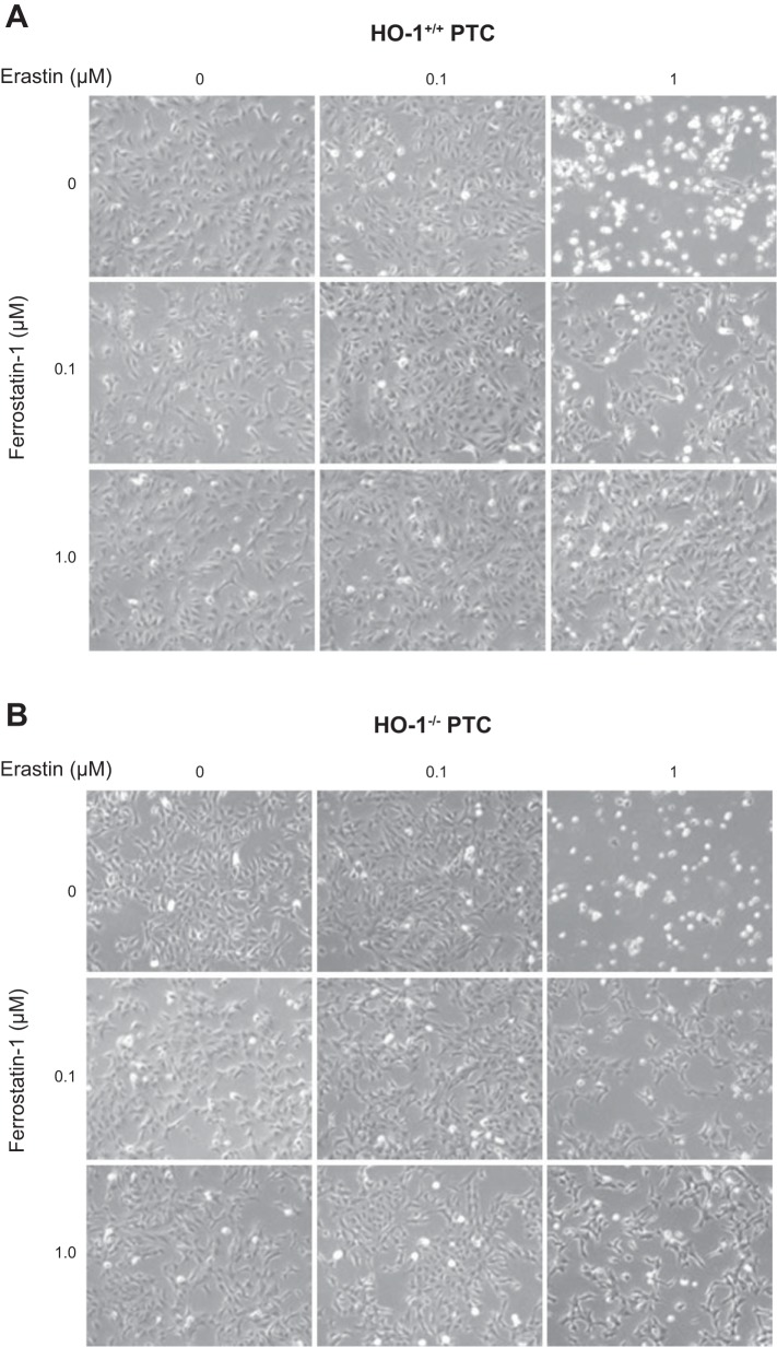 Fig. 10.