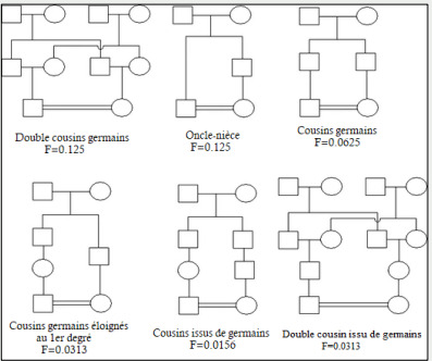 
Figure 1. Types de mariage entre apparenté
