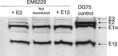 Figure  1