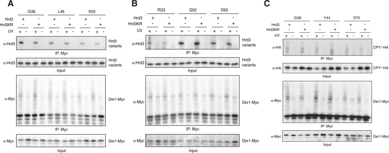 FIGURE 3: