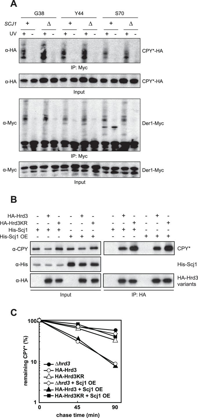 FIGURE 6: