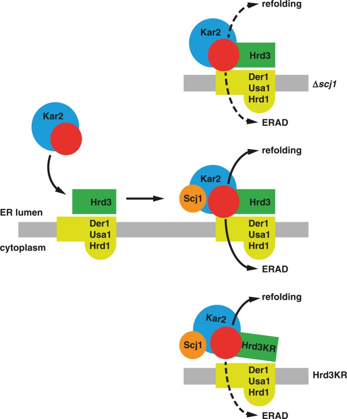 FIGURE 7: