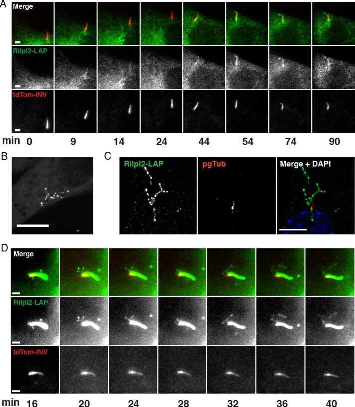 FIGURE 4: