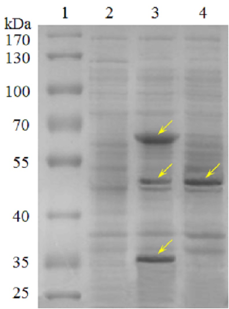 Fig 3