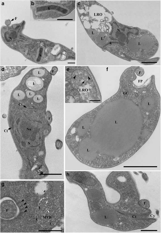 Fig. 5