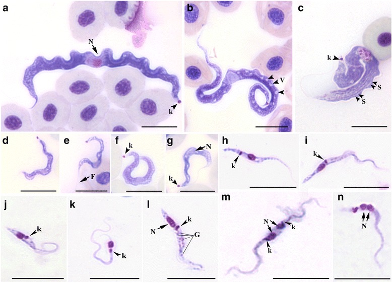 Fig. 6